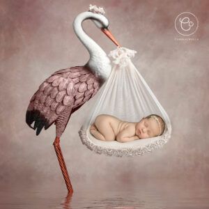 Photo of a newborn baby carried by a stork
